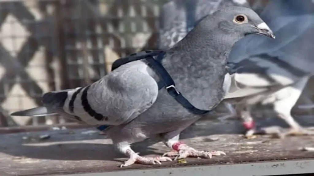 سعر قياسي.. بيع حمامة زاجلة بمبلغ 1.6 مليون يورو في مزاد عالمي بمصر